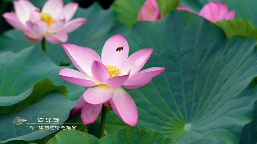 雄安建設進行時丨&ldquo;荷&rdquo;你相約詩意雄安